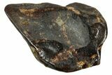 Fossil Dinosaur (Triceratops) Tooth - Partially Rooted #339859-1